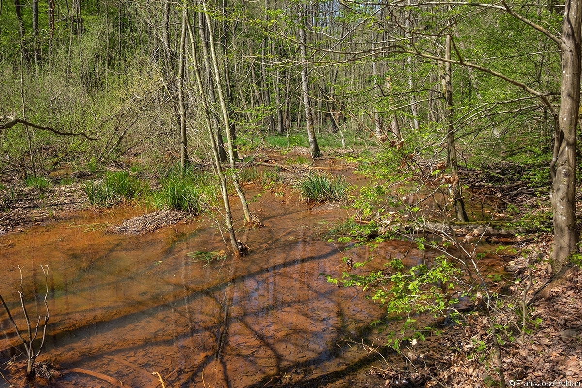 Netzbachtal_5