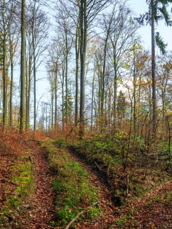 Rückegasse mit tiefen Bodengleisen
