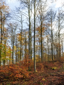 holzarmer Wald nach der Entfernung der alten Buchen