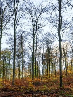 stark aufgelichtetes Kronendach