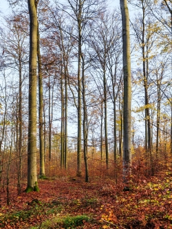 Fehlen der Alters- und Zerfallsphase