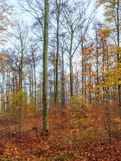 Aufbau aus nur 2 Schichten: wenige Altbuchen und Verjüngung