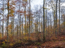 "devastiertes FFH-Schutzgebiet" (Gutachten)
