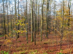 "Gebietsentwertung in fast allen hessichen FFH-Gebieten" (Gutachten)
