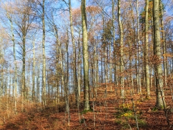 "strukturell tiefgreifende Entwertung und Verschlechterung" (Gutachten)