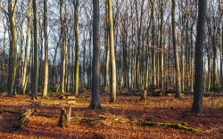 Buchenhallenwald mit immergrünen Stechpalmen im Hintergrund