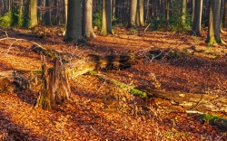 Totholzreichtum im unbewirtschaftetem Wald