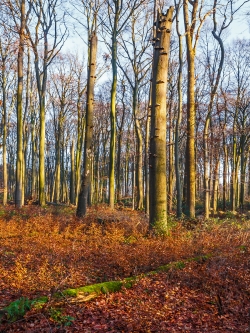 Hochstubben umgeben von Naturverjüngung