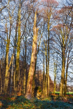 Hochstubben umgeben von stattlichen bis zu 40 m hohen Altbuchen