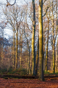 imposante gesunde Altbuchen mit langen geraden Stämmen