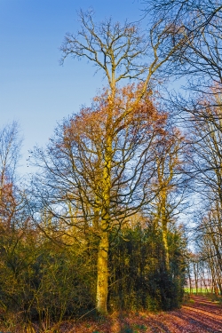 alte Traubeneiche am Wegrand mit Doppelkrone