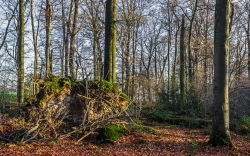 umgestürzte Altbuche, rechts dichtes Stechpalmengebüsch