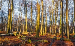 2 benachbarte Hochstubben, Totholzreichtum