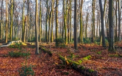 altes, stark zersetztes bemoostes Totholz