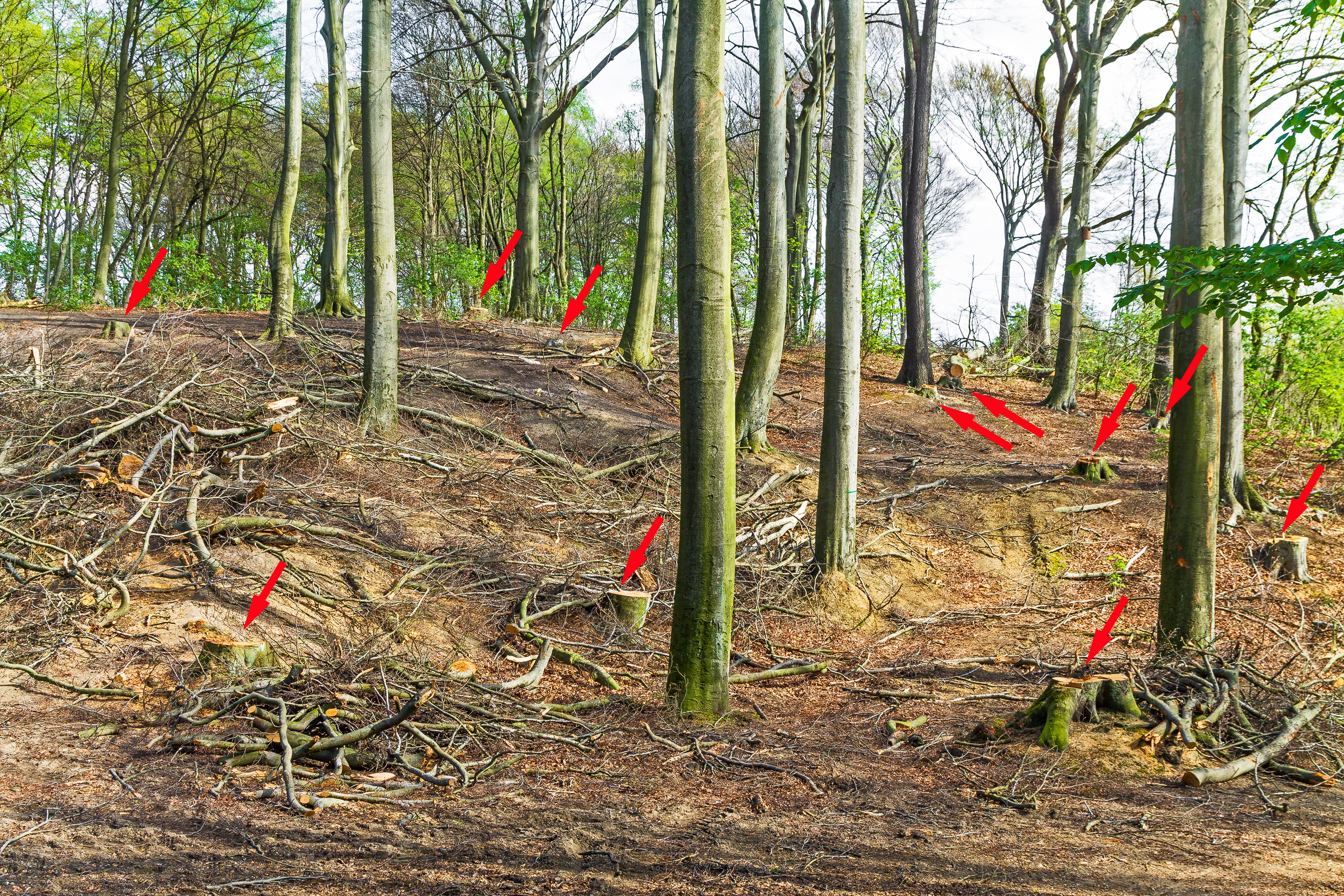 11 gefällte Altbuchen auf humuslosem Waldboden