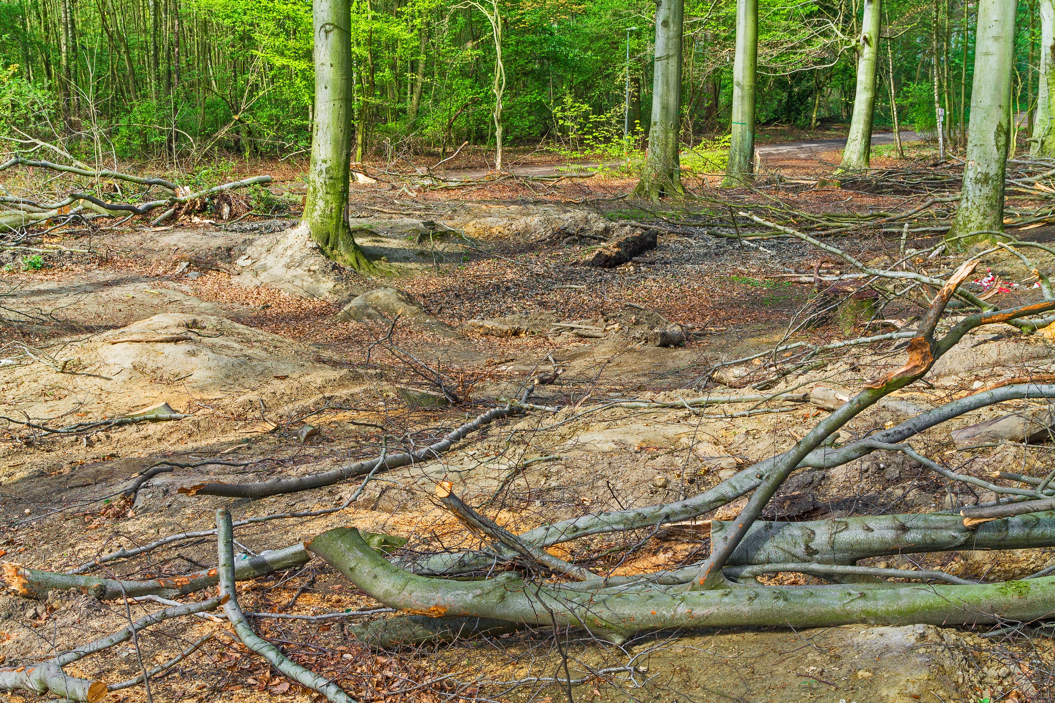 verdichteter Waldboden ohne Humusauflage