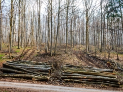 Holzpolter mit Rückegasse links und rechts