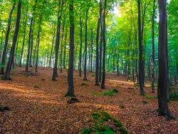 Unzählige Baumstümpfe im holzarmen Hallenwald