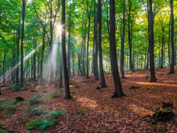 Totholzarmut im Försterwald