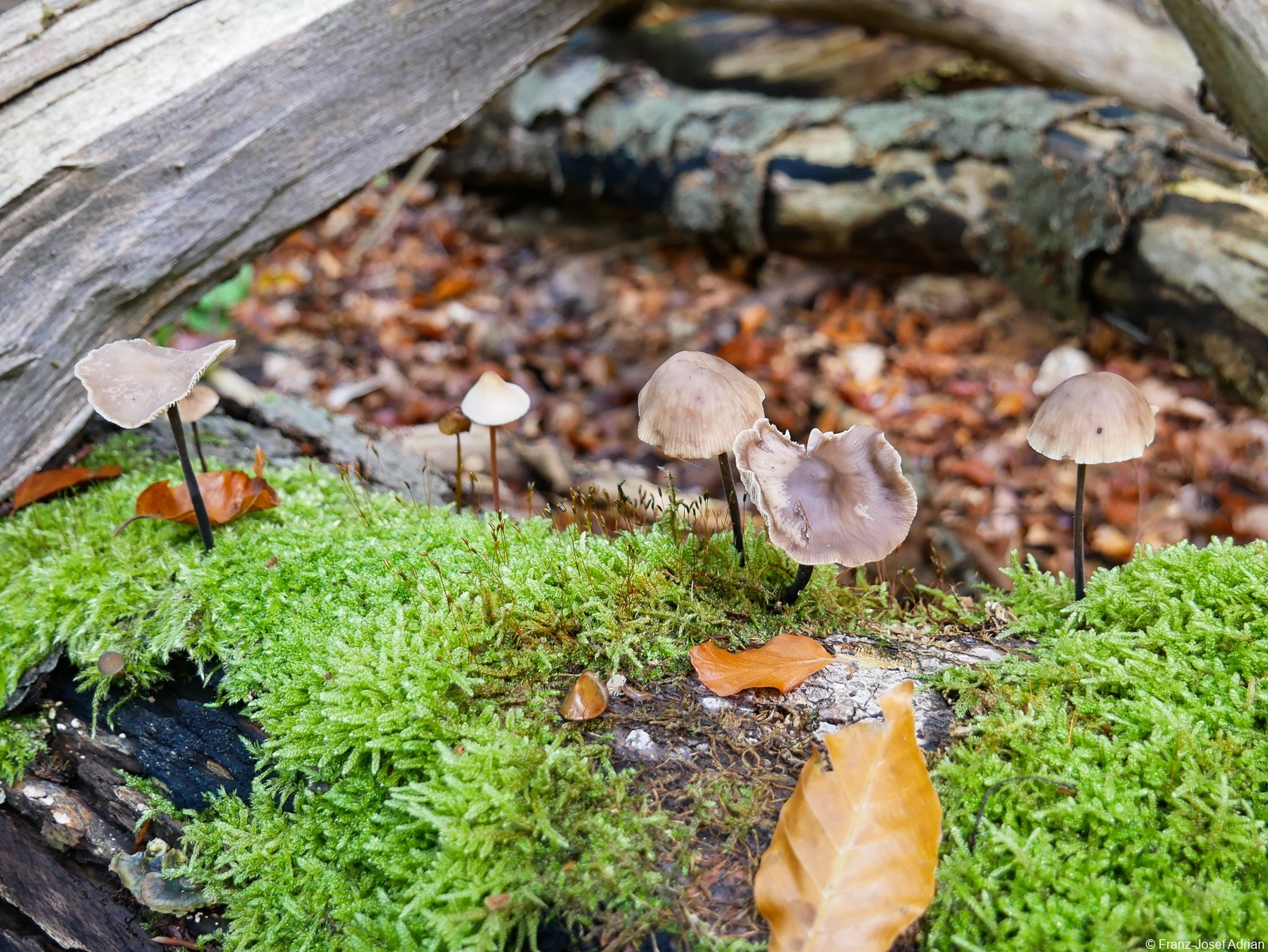 Kluss_Pilze-1