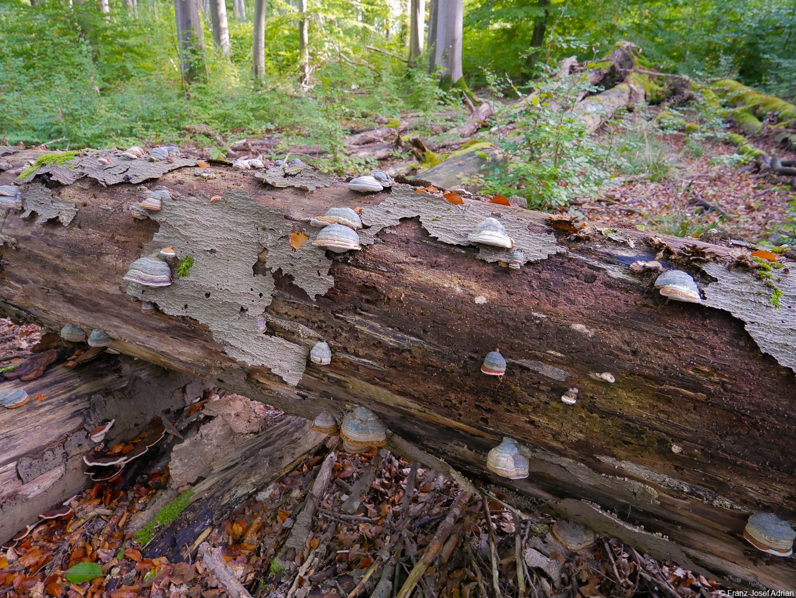 Kluss_Pilze-3