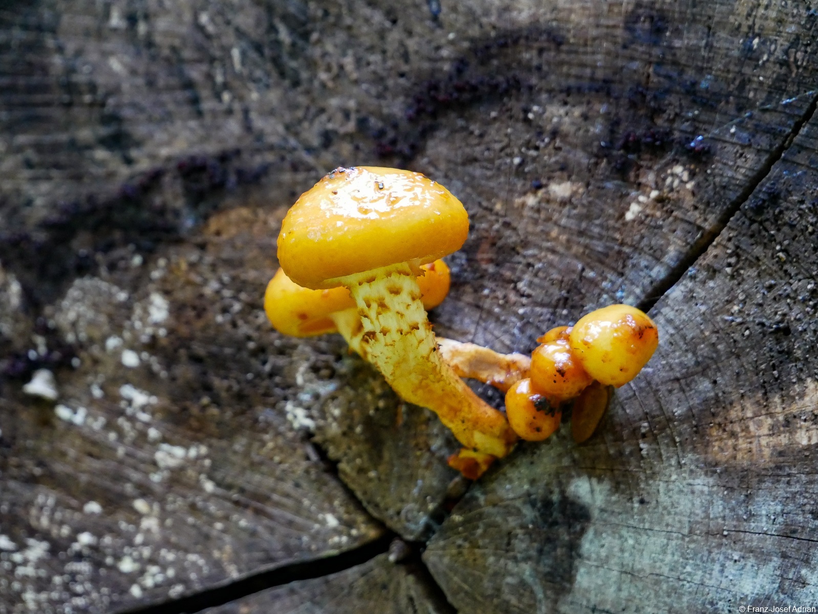 Kluss_Pilze-6