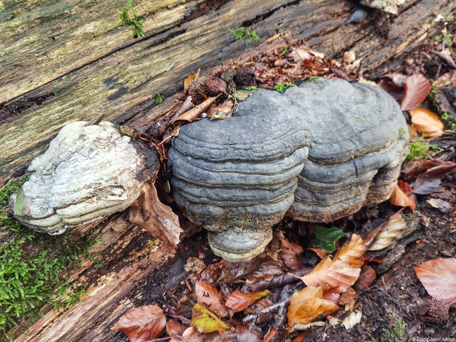 Nammen_Pilze-3
