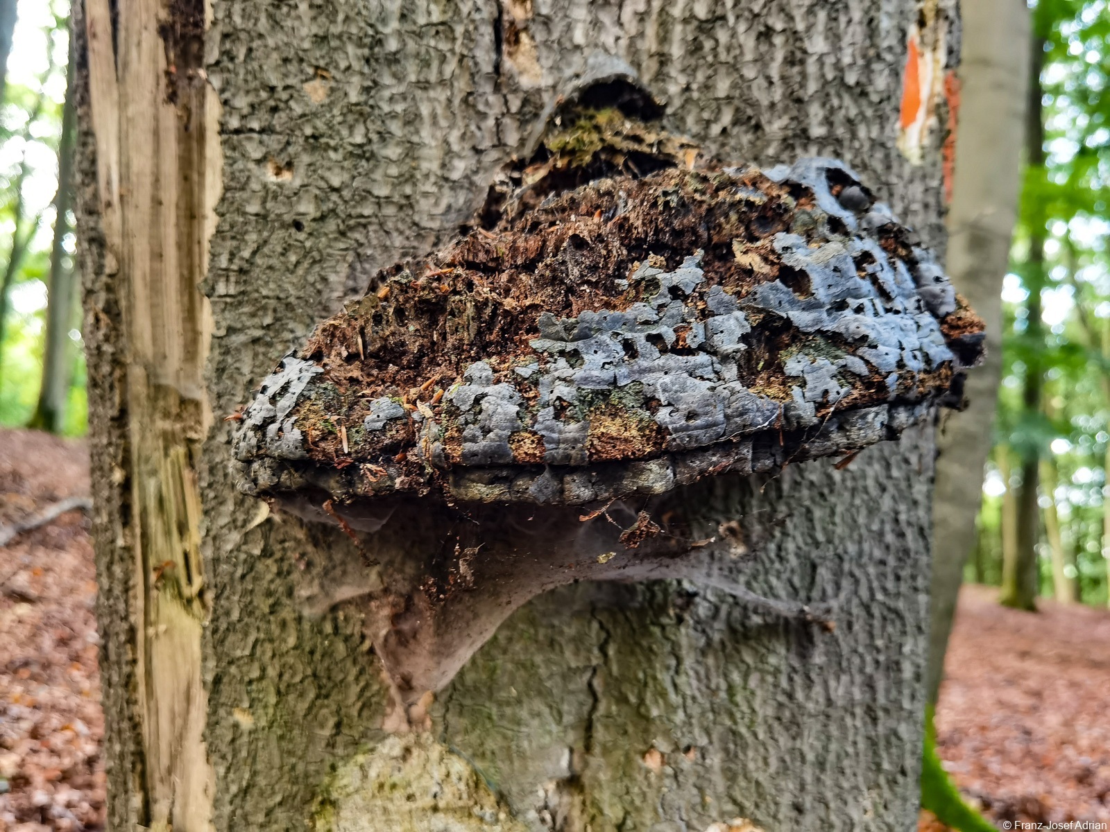 Nammen_Pilze-5
