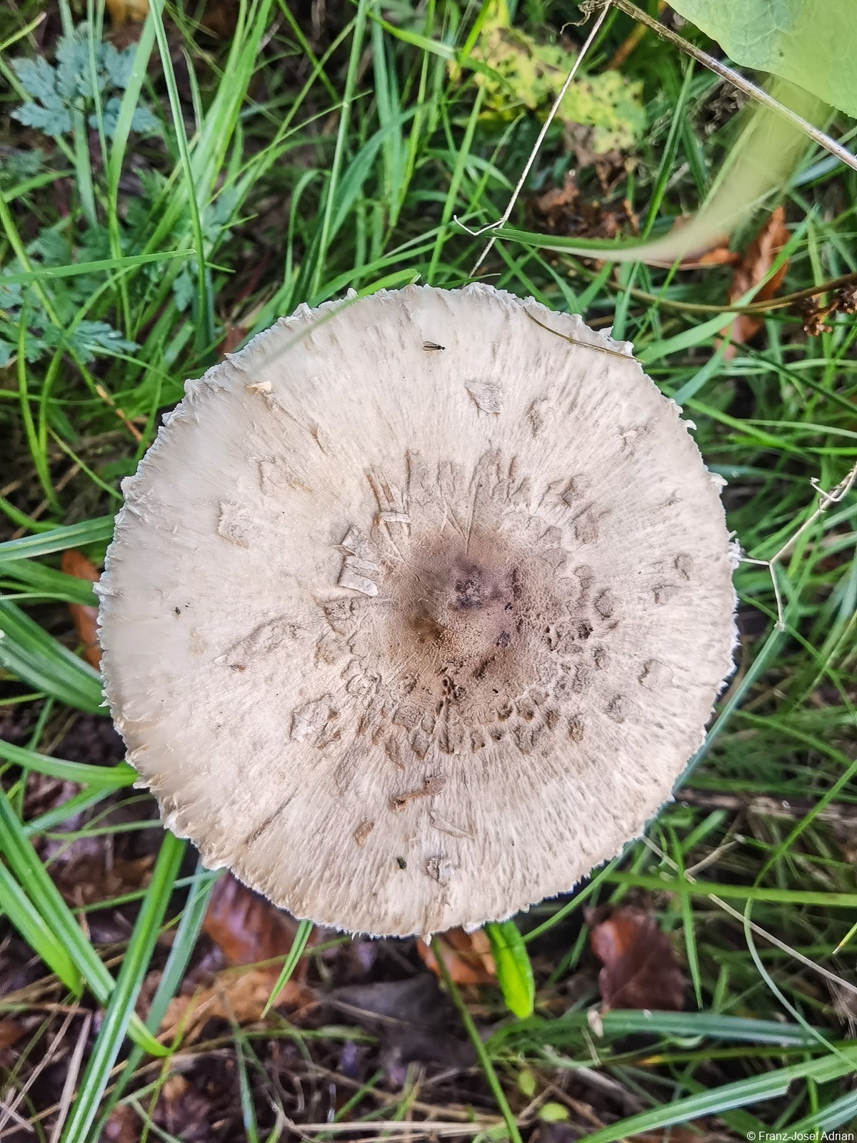 Nammen_Pilze-6