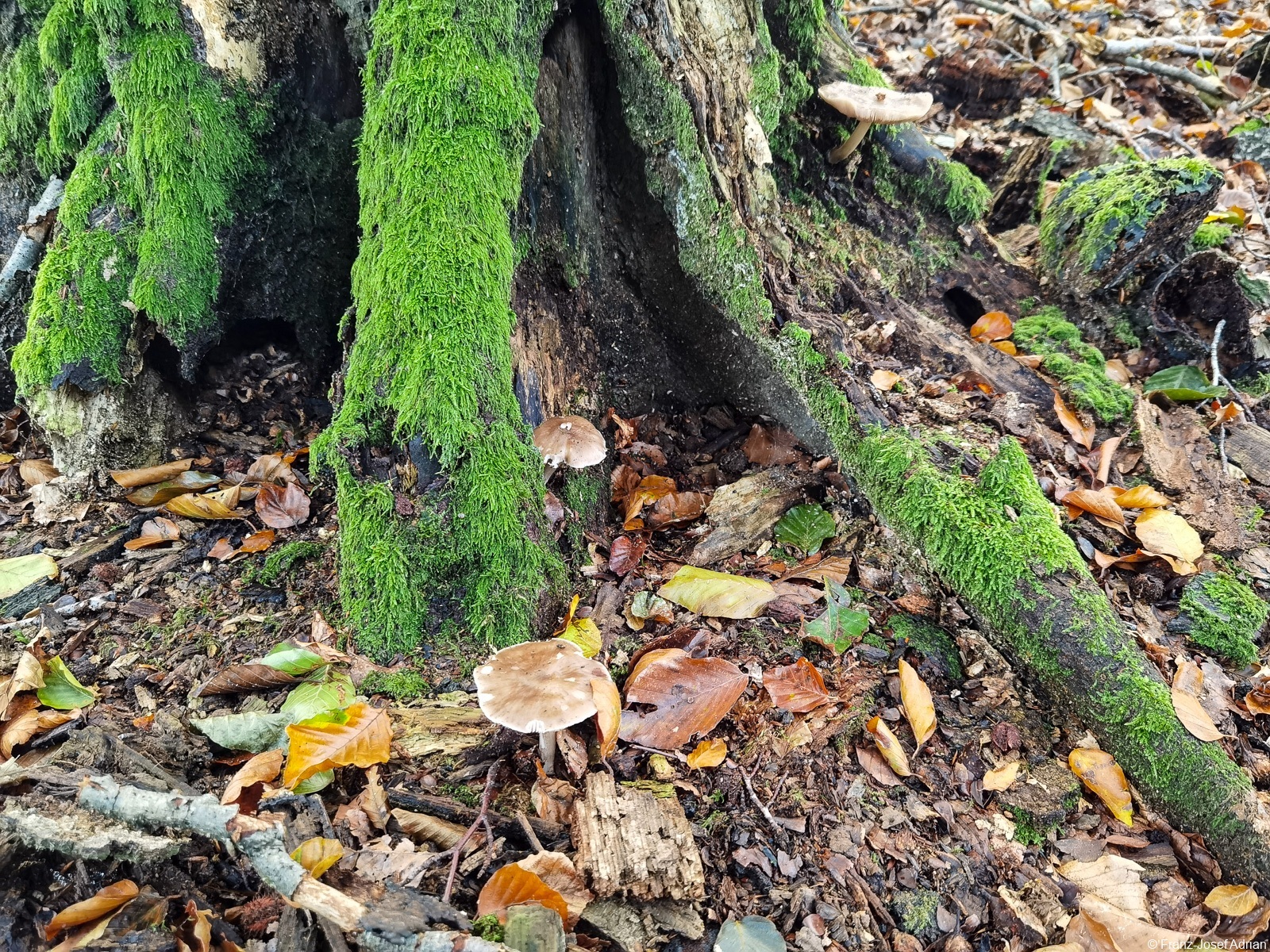 Nammen_Pilze-7