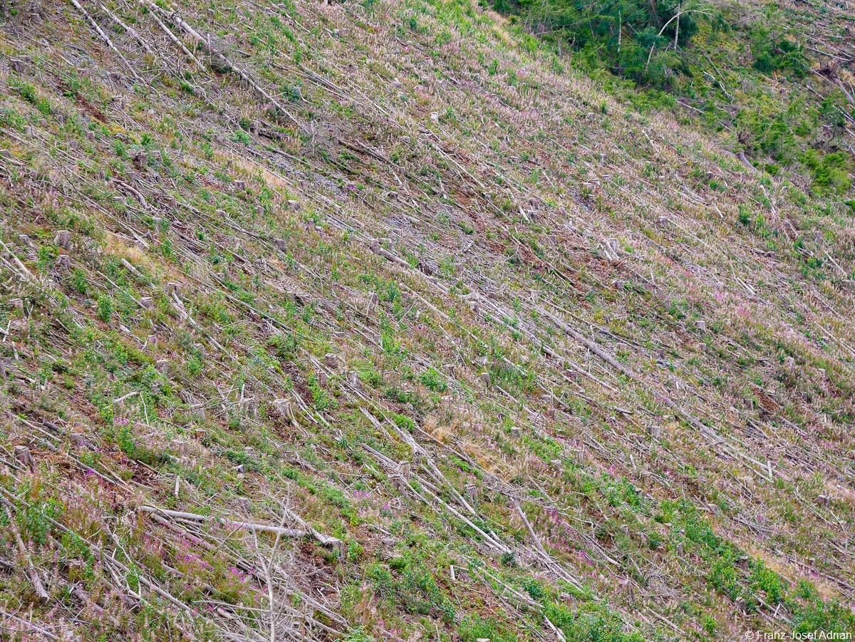 Ilsetal-Osthang-3