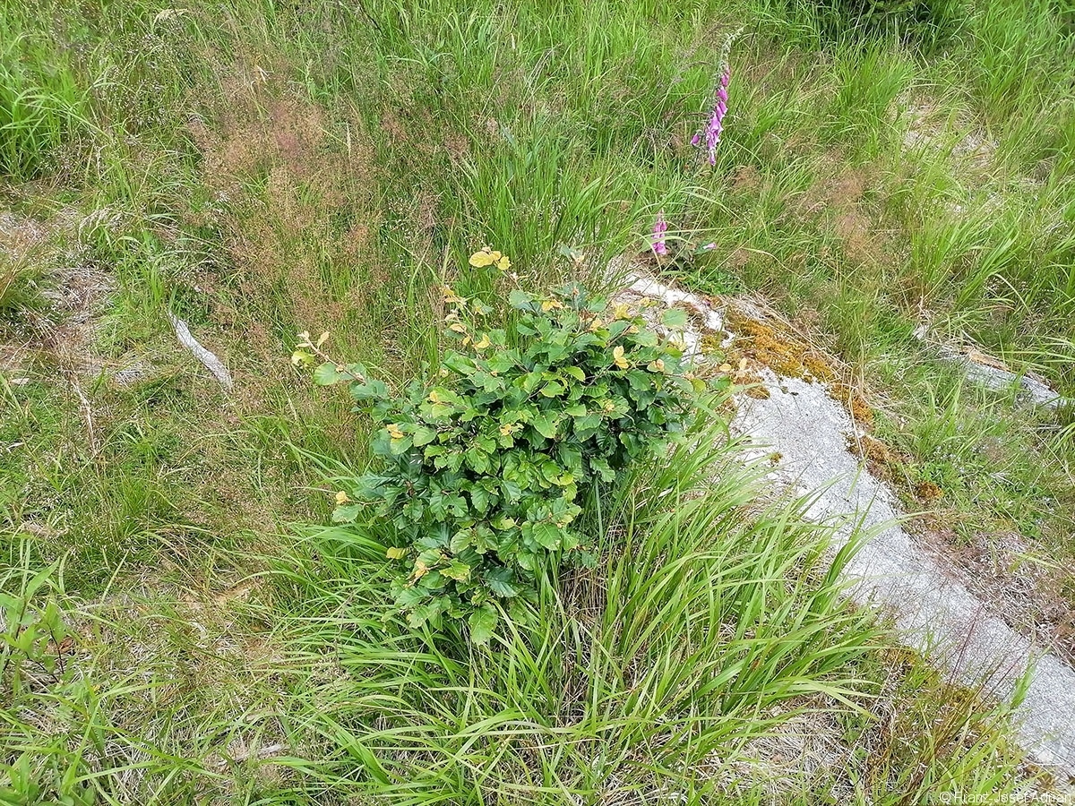 Bonsaibuche_1