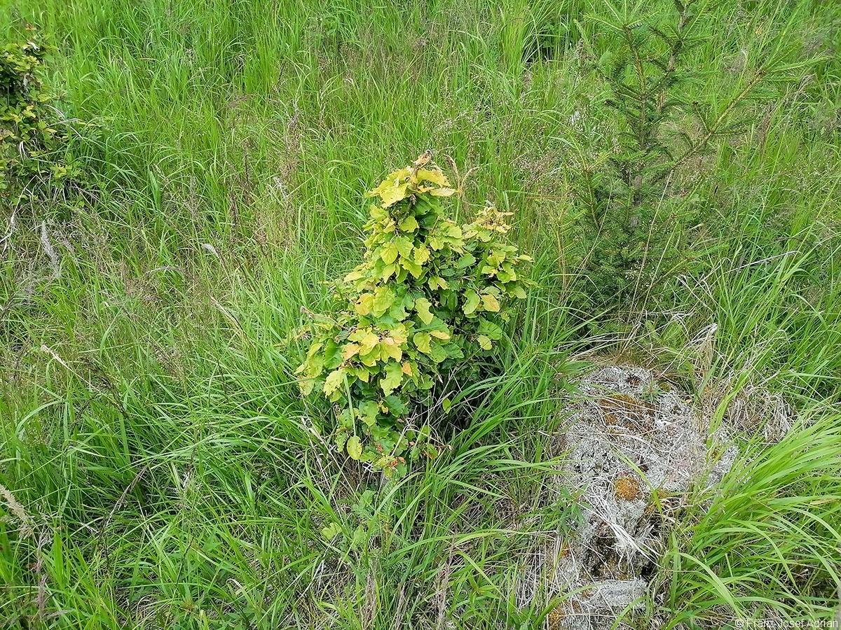 Bonsaibuche_4