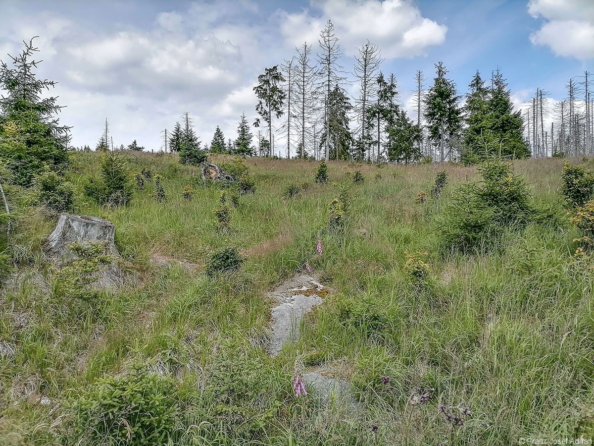 Oderteich_01