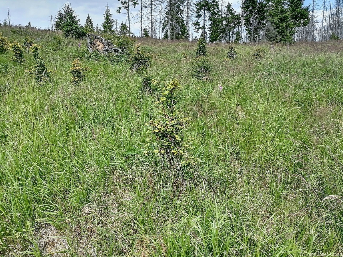 Oderteich_03