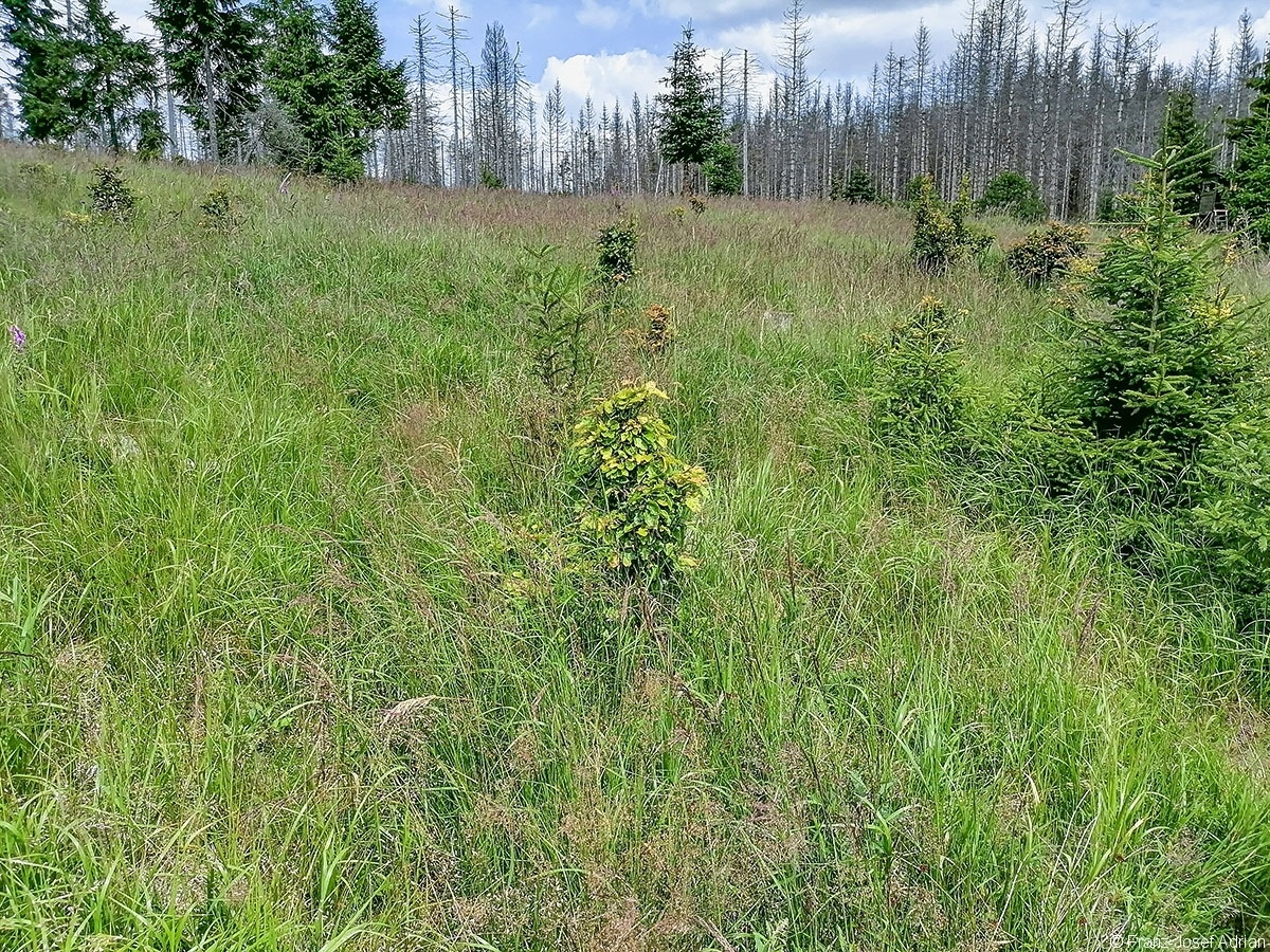 Oderteich_04