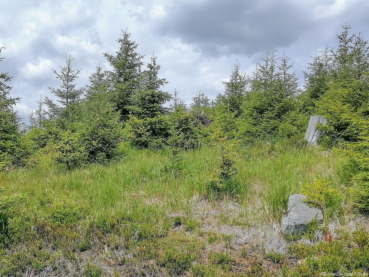 Oderteich_08