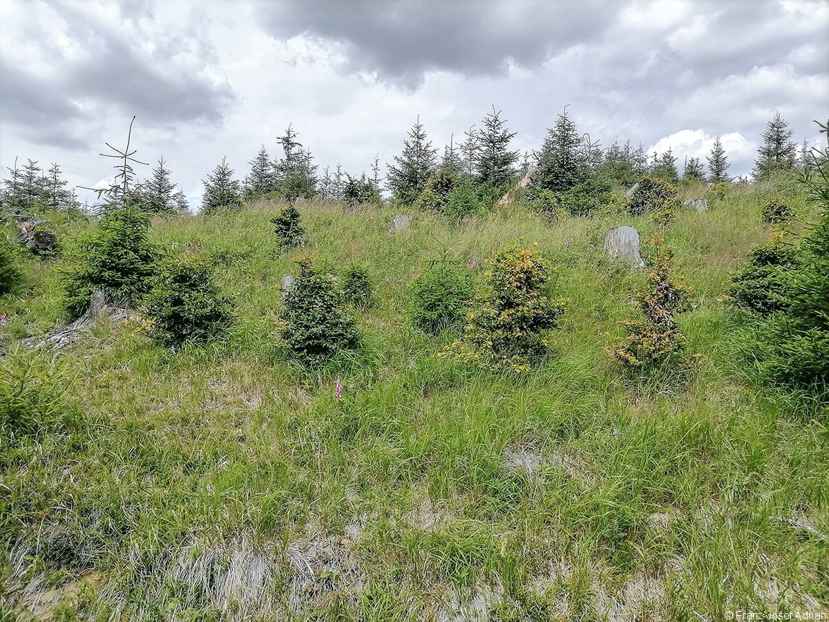 Oderteich_09