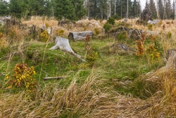 Nahaufnahmen_03