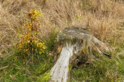 Stubben_2