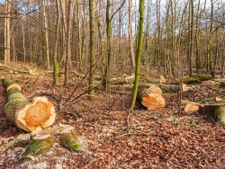 Pappeln mit hellem Splintholz außen und dunklem Kernholz innen