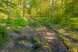 verschlammte Rückegasse mit tiefen Bodengleisen