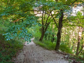 Klimastabiler_Mischwald-10