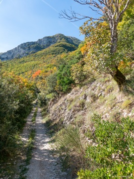 Klimastabiler_Mischwald-13