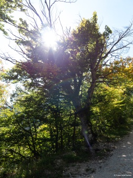 Klimastabiler_Mischwald-16