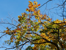 Klimastabiler_Mischwald-19