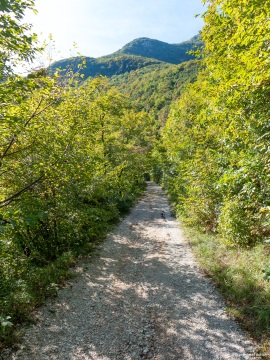 Klimastabiler_Mischwald-2
