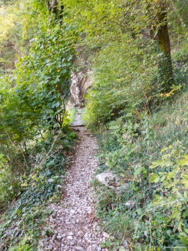 Klimastabiler_Mischwald-23