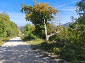Klimastabiler_Mischwald-26