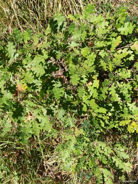 Klimastabiler_Mischwald-27